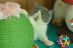 Cuccioli di Exotic Shorthair - Foto n. 7