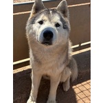 🐶 Husky maschio di 5 anni in adozione a Latina (LT) e in tutta Italia da associazione animali