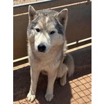 Bruscolino Splendido Siberian Husky Cerca casa - in Adozione - Foto n. 2