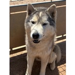 Bruscolino Splendido Siberian Husky Cerca casa - in Adozione - Foto n. 3