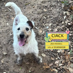 🐶 jack Russel Maschio di 10 anni e 8 mesi in Adozione a Latina (lt) e in Tutta Italia da Associazione Animali