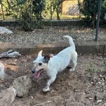 Ciack - jack Russell a pelo Corto Cerca casa - in Adozione a Latina - Foto n. 3