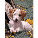Vaniglia Dolce Cucciola 2 mesi Taglia Media Cerca casa - in Adozione - Foto n. 2