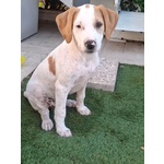 Vaniglia Dolce Cucciola 2 mesi Taglia Media Cerca casa - in Adozione - Foto n. 4