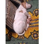 Vaniglia Dolce Cucciola 2 mesi Taglia Media Cerca casa - in Adozione - Foto n. 5