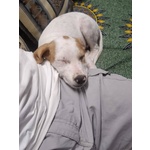 Vaniglia Dolce Cucciola 2 mesi Taglia Media Cerca casa - in Adozione - Foto n. 6