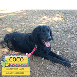 🐶 Altra Razza maschio di 5 anni in adozione a Latina (LT) e in tutta Italia da associazione animali