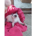 🐱 Siamese Maschio di 3 mesi in Adozione a Milano (mi) da Privato
