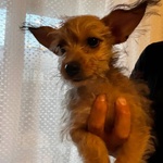 Pimpi Dolce Cucciolina Incrocio Chihuahua Yorkshire Cerca casa - in Adozione a Latina - Foto n. 2