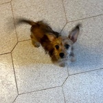 Pimpi Dolce Cucciolina Incrocio Chihuahua Yorkshire Cerca casa - in Adozione a Latina - Foto n. 3