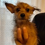 Pimpi Dolce Cucciolina Incrocio Chihuahua Yorkshire Cerca casa - in Adozione a Latina - Foto n. 4
