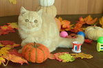 Cuccioli di Exotic Shorthair - Foto n. 2