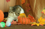 Cuccioli di Exotic Shorthair - Foto n. 3