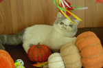 Cuccioli di Exotic Shorthair - Foto n. 4
