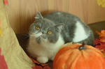 Cuccioli di Exotic Shorthair - Foto n. 5