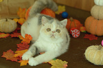 Cuccioli di Exotic Shorthair - Foto n. 6