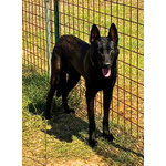 Cash e Hydra Pastori Belga Malinois Cercano casa - Adozione Consapevole - Foto n. 2