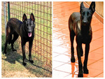 Cash e Hydra Pastori Belga Malinois Cercano casa - Adozione Consapevole - Foto n. 3