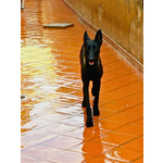 Cash e Hydra Pastori Belga Malinois Cercano casa - Adozione Consapevole - Foto n. 4