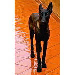 Cash e Hydra Pastori Belga Malinois Cercano casa - Adozione Consapevole - Foto n. 5
