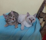 🐱 Europeo femmina di 2 mesi in adozione a Milano (MI) da privato