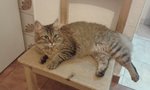 🐱 Siberiano femmina di 9 anni e 11 mesi in accoppiamento a Bologna (BO) e in tutta Italia da privato