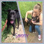 Sonny, Vivace, Simpatico Cucciolino di 7 Mesi