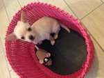 Mini toy Chihuahua Femmina - Foto n. 2