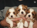 Cuccioli Cavalier King