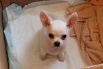 Cucciolo di Chihuahua Bianco