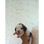 Vendo Cuccioli di Beagle con Pedigree - Foto n. 5