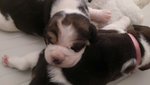 Vendo Cuccioli di Beagle con Pedigree - Foto n. 6
