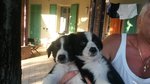 Cuccioli Maschi di Border Collie Bianco/neri Bellissimi - Foto n. 2