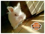 Piumino - coniglietto in adozione