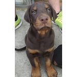 Cuccioli Dobermann - Foto n. 3