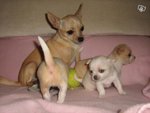 Cuccioli Chihuahua Puri