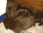 Cuccioli di Labrador - Foto n. 2