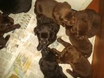 Cuccioli di Labrador - Foto n. 3