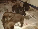 Cuccioli di Labrador - Foto n. 4