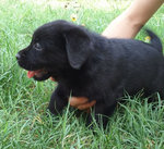 Bellissimo Cucciolo di Labrador Retriever - Foto n. 2