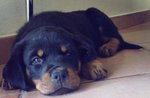 Cuccioli Rottweiler