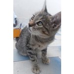 🐱 Europeo femmina in adozione a Troia (FG) e in tutta Italia da privato