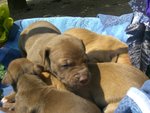 Cuccioli di American Pitbull - Foto n. 3