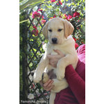 Cuccioli Labrador Biondi/miele con Pedigree - Foto n. 1