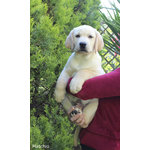 Cuccioli Labrador Biondi/miele con Pedigree - Foto n. 2