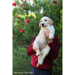 Cuccioli Labrador Biondi/miele con Pedigree - Foto n. 3
