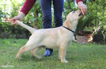 Cuccioli Labrador Biondi/miele con Pedigree - Foto n. 5