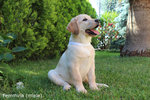 Cuccioli Labrador Biondi/miele con Pedigree - Foto n. 6