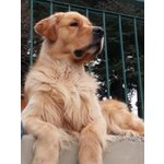 Cucciolta Golden Retriever alta Genealogia