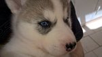 Cuccioli Siberian Husky - Foto n. 1